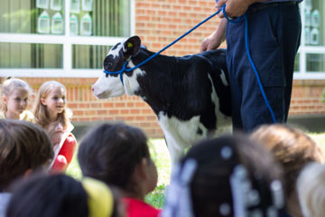 Elementary students and a calf